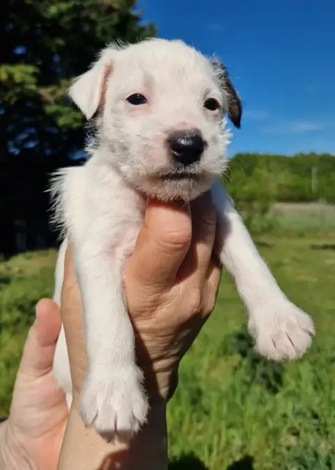 Parson Russell Terrier  B'Kymaya De La Tribu De Kitch 6b55f photo 2