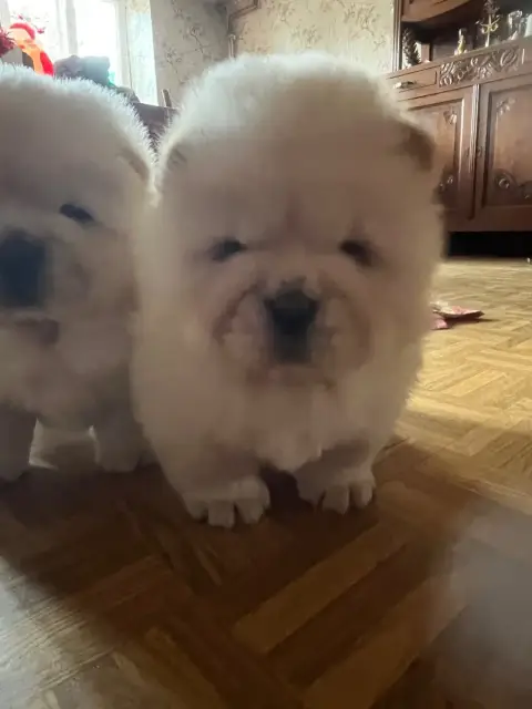 Chow Chow  Chiot Blanc Du Hameau De Chaya