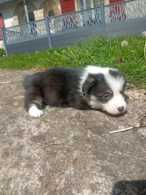 Welsh Corgi Pembroke  Chiot N°3 Du Regard De Bianca 00d41 photo 2