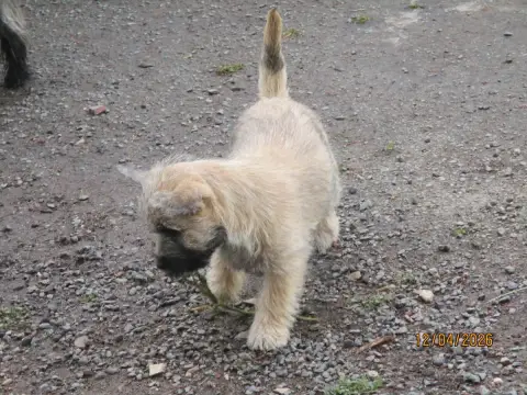 Cairn Terrier  Chiot 2 Des Cedres De Bourdane photo 2