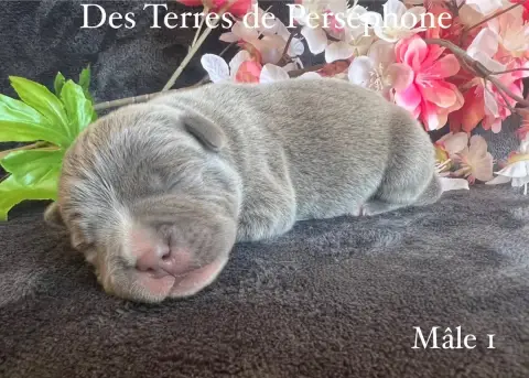 Staffordshire Bull Terrier photo 2