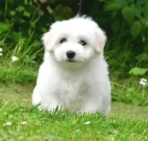 Coton De Tulear  Chiot N°2 De Dame Nature photo 2