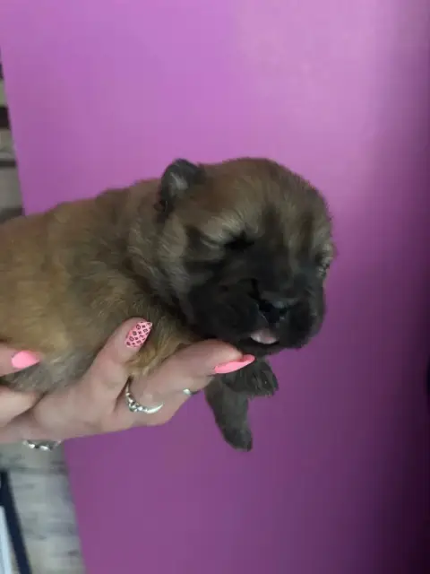 Chow Chow  B..... Du Domaine Des Grosses Papattes photo 3