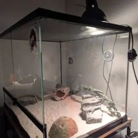 A Vendre : Gecko Léopard Femelle + Habitat