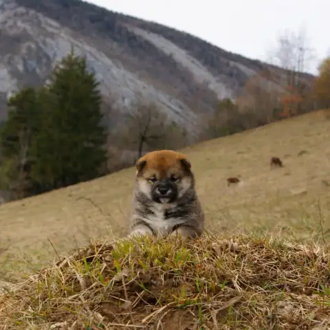 Shiba  Barbara Des Seigneurs De Montbel