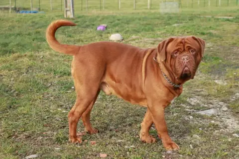 Dogue De Bordeaux  A La Folix De L'Etoile Filante De  4b222 photo 3