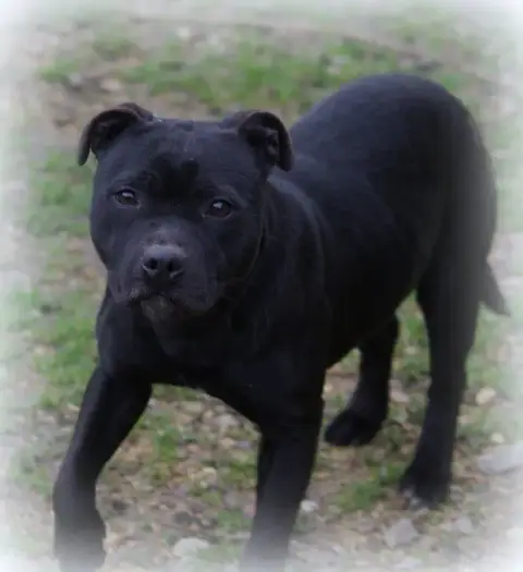 Staffordshire Bull Terrier  Verone photo 3