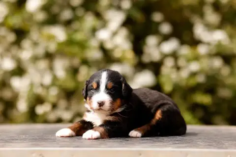 Bouvier Bernois  Chiot 8 De La Vallée De L'Hyrome photo 3
