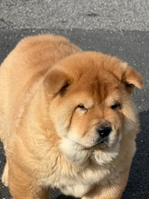 Chow Chow  Chiot 4 North Mans photo 2