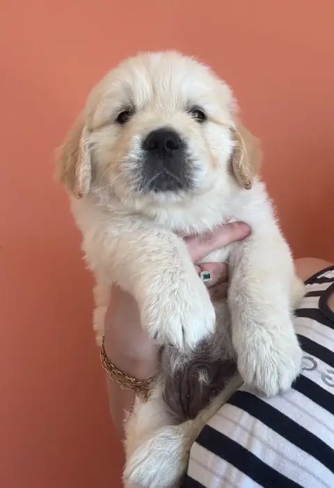 Golden Retriever  Vert