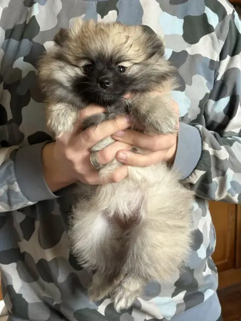 Spitz Allemand  Belzébuth Vom Lumaland