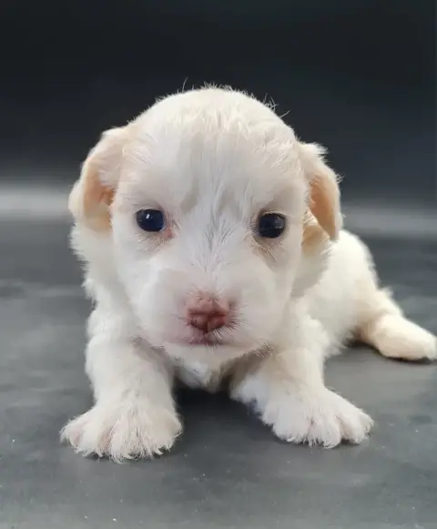 Coton De Tulear  Buzz Du Mont De La Chenaie photo 2