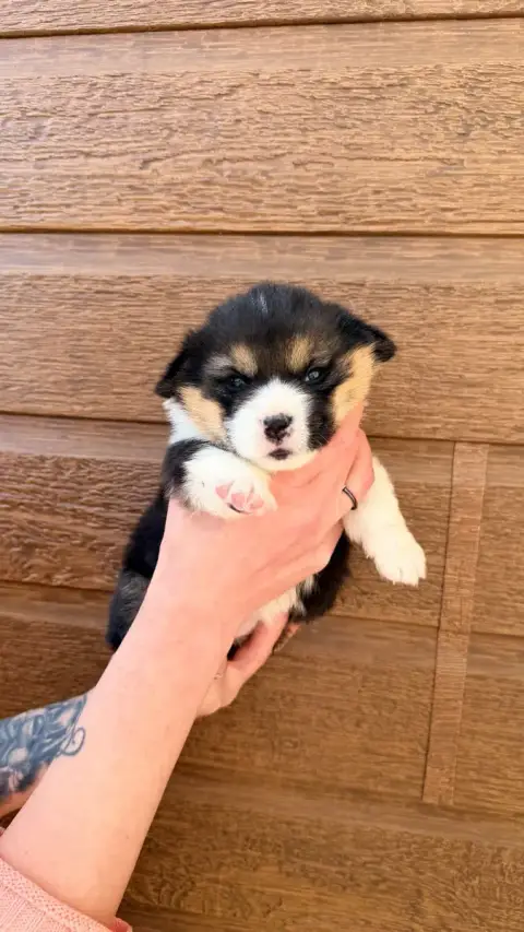 Welsh Corgi Pembroke  Chiot N°5 Des Anges D'Héra photo 3