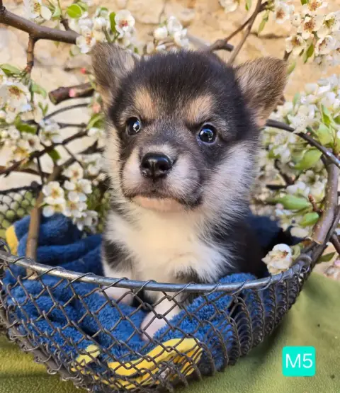 Welsh Corgi Pembroke  Chiot N°4 Domaine Du Mont Tourn 37265
