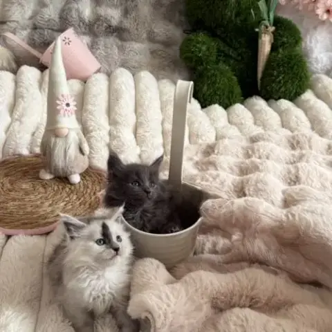 A Réserver 2 Magnifiques Chatons Maine Coon Loof