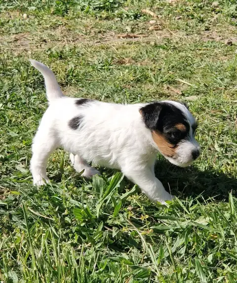 Parson Russell Terrier  B'Shikoba De La Tribu De Kitc 63dee photo 3