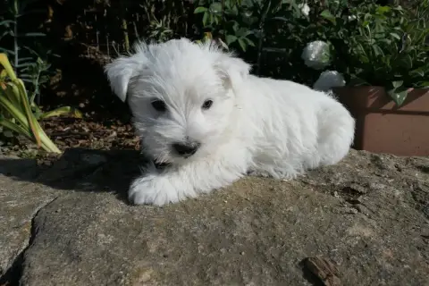 West Highland White Terrier  Chiot N°3 De La Paix Ret 4ddf6