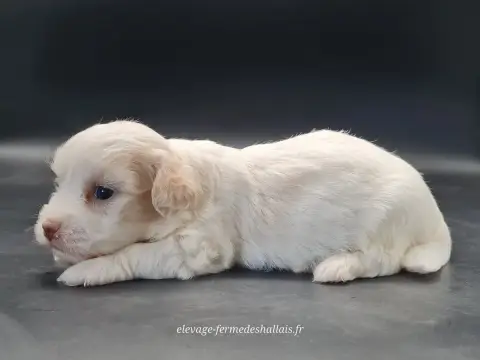 Coton De Tulear  Buzz Du Mont De La Chenaie photo 3
