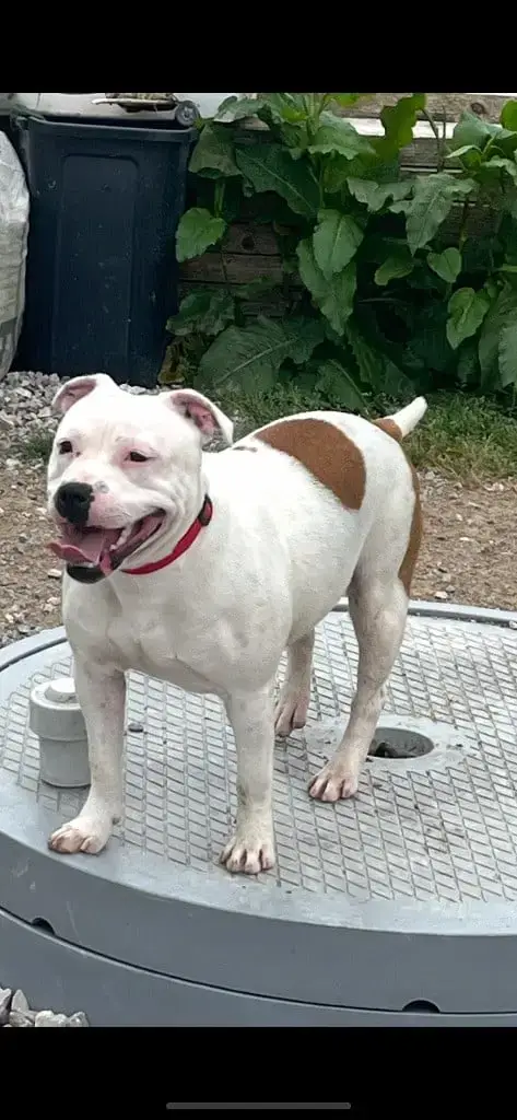 Staffordshire Bull Terrier  Vika Du Centre Del Mon photo 3