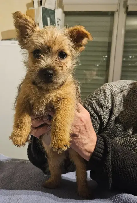 Norwich Terrier  Adele Des Sables Du Nord photo 3