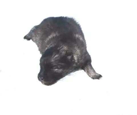 Spitz Allemand  Chiot Femelle Spitz Loup Lof 2 Des Se b91ca