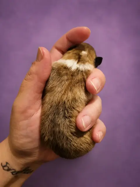 Shetland Sheepdog  Faith (Nom Provisoire) Of Biotiful c95e6