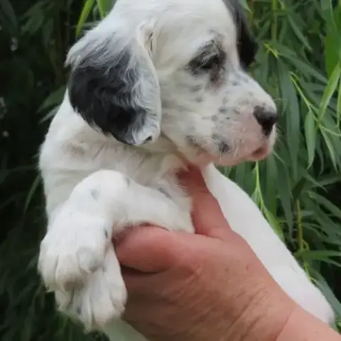 Chiot Femelle Setter Anglais Bluebelton Lof