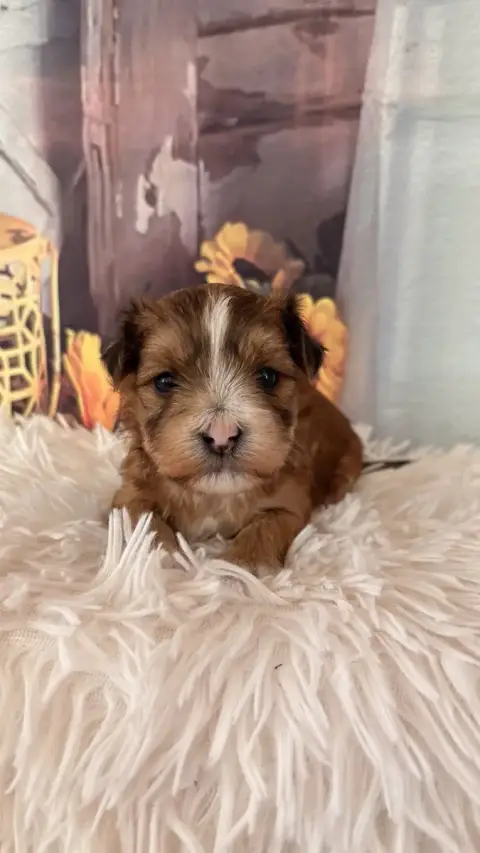 Bichon Havanais  Baiko Des Trois G