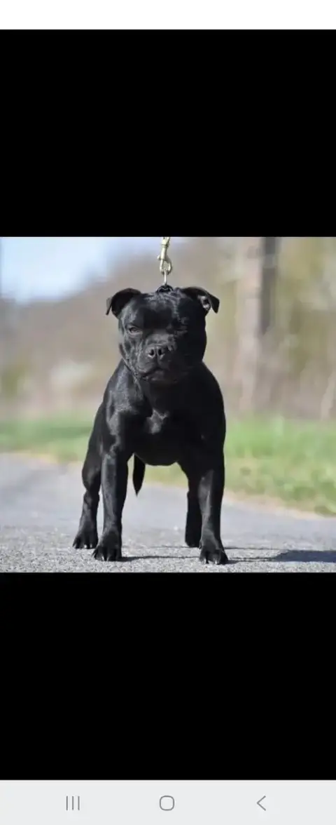 Staffordshire Bull Terrier  Chiot N°1 Du Temple Des G c4710 photo 2