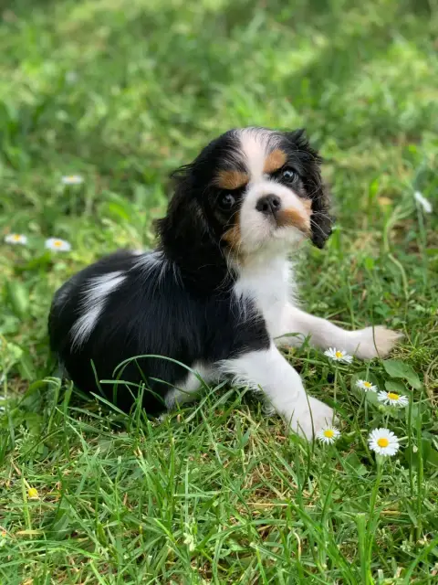 Cavalier King Charles Spaniel  Chiot N°2 Onitsha'S
