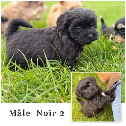 Bichon Havanais  Mâle Noir Et Blanc Des Terres De L'A 7dfc0