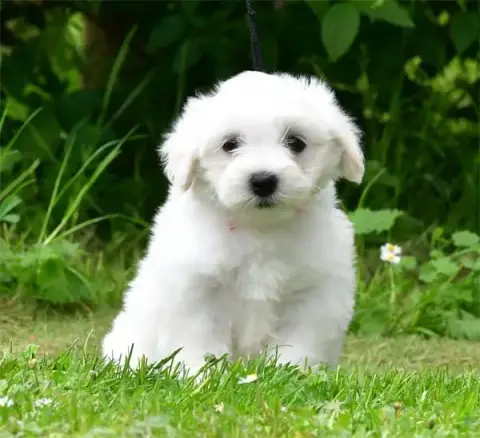 Coton De Tulear  Chiot N°6 De Dame Nature photo 3