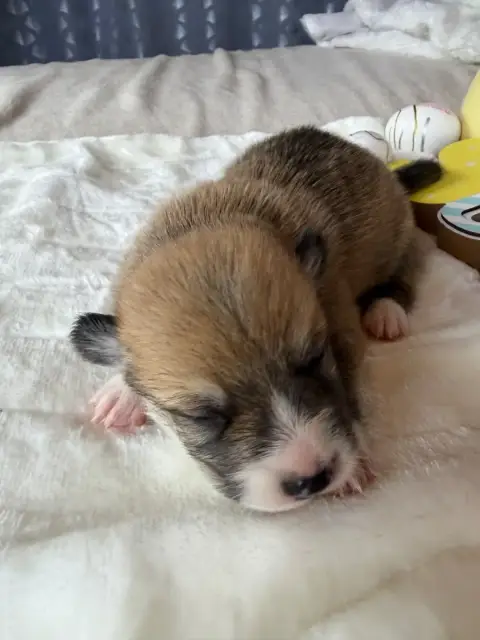 Welsh Corgi Pembroke photo 3