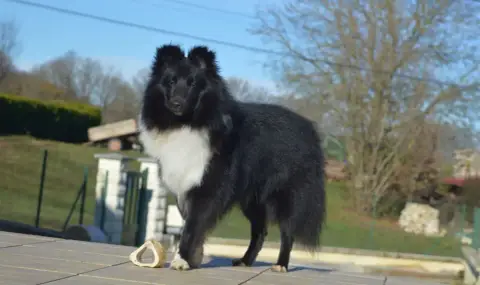 Shetland Sheepdog  Chiot N°8 De L'Arche De Sarah photo 2
