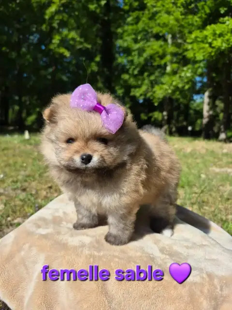 Spitz Allemand  Chiot 1 photo 3