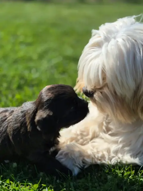 Bichon Havanais photo 3