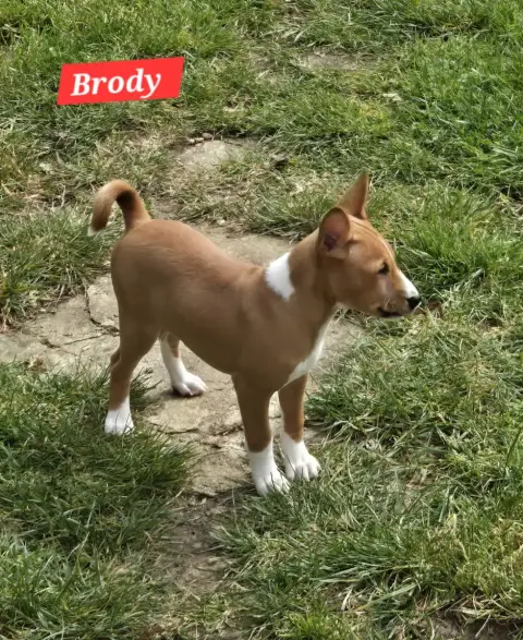 Basenji  Brody Calykora M'Ry