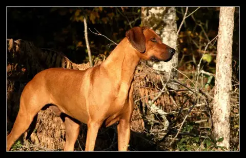 Rhodesian Ridgeback  Violet Hells Rhodesian photo 2