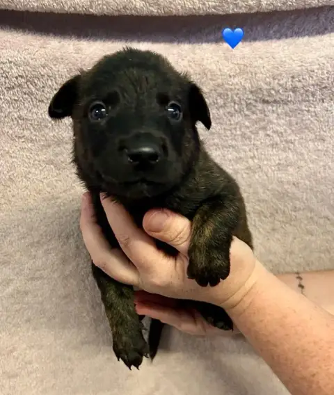 Berger Hollandais  Chiot Bleu Du Domaine De Tanaris 32674 photo 2