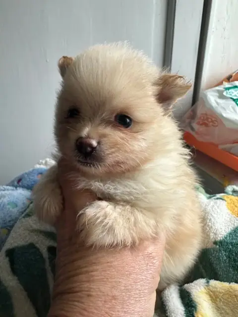 Spitz Allemand  Chiot 3 Des Dunes De Keremma