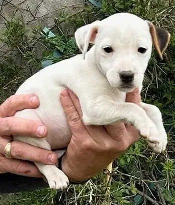 Parson Russell Terrier  Brittway Van Beck Des Folie'S 2eb4e