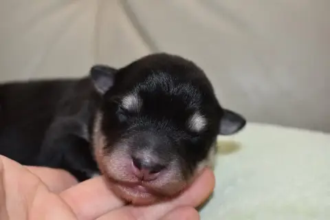 Chien Finnois De Laponie  Bella De La Vallée Féérique 39755