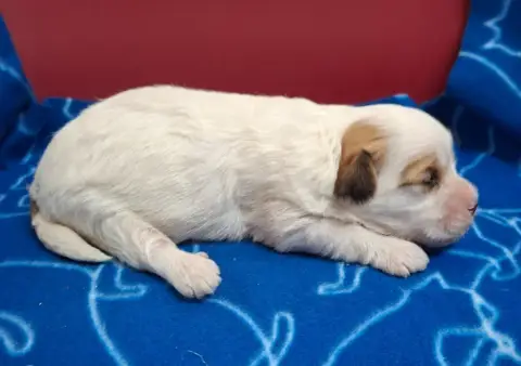 Coton De Tulear photo 2