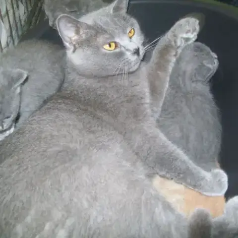 A Réserver Adorables Chatons Chartreux Loof