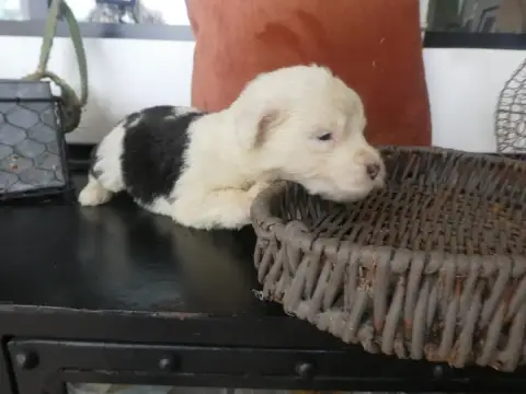 Bobtail  Chiot N°1 Of Mary People