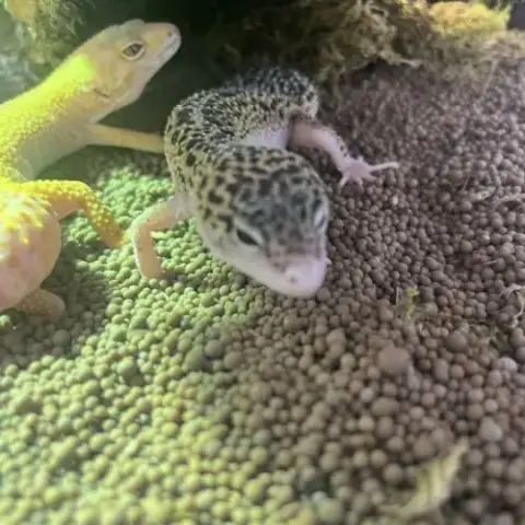 2 Gecko Léopard