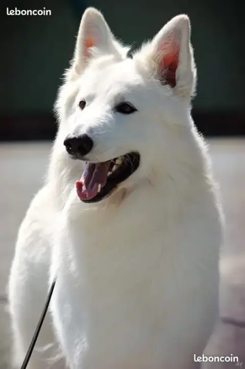 Berger Blanc Suisse  Collier Noir Du Domaine De Nox'W efe24 photo 3