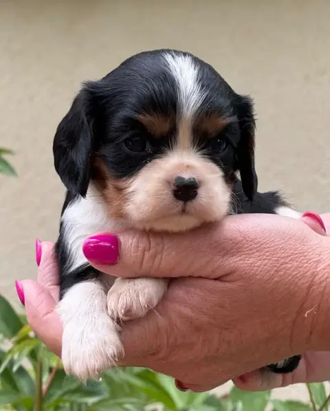 Cavalier King Charles Spaniel photo 2