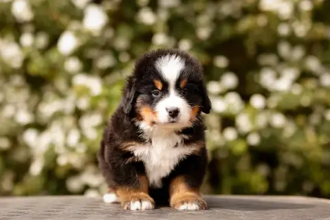 Bouvier Bernois  Chiot 1 De La Vallée De L'Hyrome