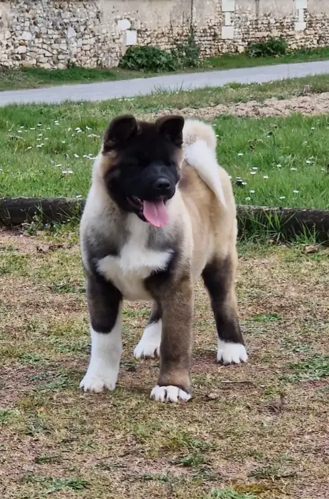 Akita Americain  Chiot photo 3
